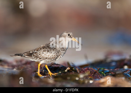 Meerstrandläufer (Calidris Maritima), Bamburgh Strand, Northumberland, England, Vereinigtes Königreich, Europa Stockfoto