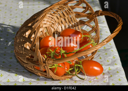 Umgestürzten Korb mit frisch gepflückten Tomaten auf dem Tisch Stockfoto