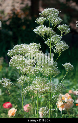 Heilpflanze Baldrian Brunch im Garten wächst Stockfoto