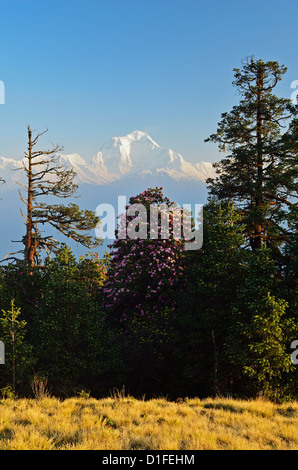 Rhododendron und Dhaulagiri Himal gesehen vom Poon Hill, Annapurna Conservation Area, Dhawalagiri, Pashchimanchal, Nepal Stockfoto