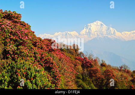 Rhododendron und Dhaulagiri Himal gesehen vom Poon Hill, Annapurna Conservation Area, Dhawalagiri, Pashchimanchal, Nepal Stockfoto