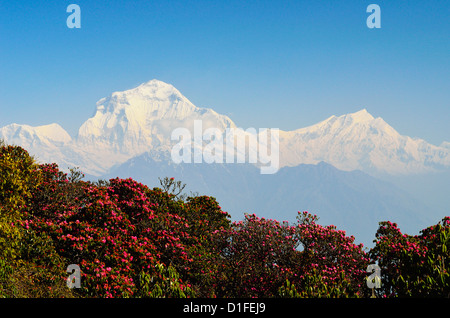 Rhododendron und Dhaulagiri Himal gesehen vom Poon Hill, Annapurna Conservation Area, Dhawalagiri, Pashchimanchal, Nepal Stockfoto