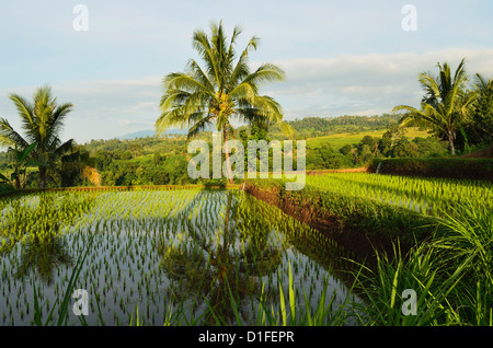 Reisfelder, Senaru, Lombok, Indonesien, Südostasien, Asien Stockfoto