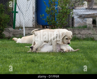 Labrador (Retriever) Welpen spielen auf Rasen Stockfoto