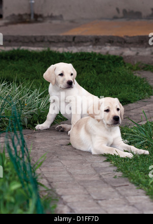 Zwei Labrador (Retriever) Welpen sitzen auf den Pflasterweg Stockfoto