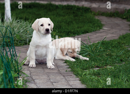 Zwei Labrador (Retriever) Welpen sitzen auf den Pflasterweg Stockfoto