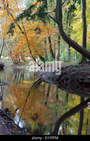 Black Water Stream von Rhinefield Zierpflanze Drive in The New Forest, Hampshire, UK. Stockfoto