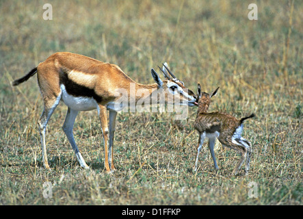 Neu geboren Thomson es Gazelle (Eudorcas Thomsonii), Masai Mara, Kenia Stockfoto