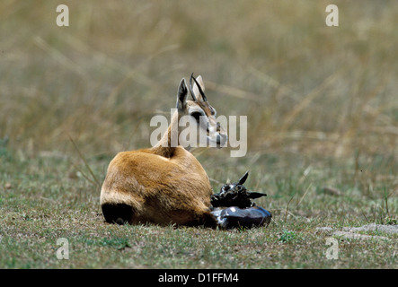 Neu geboren Thomson es Gazelle (Eudorcas Thomsonii), Masai Mara, Kenia Stockfoto