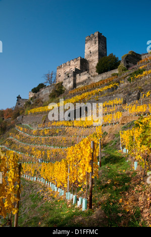 Rhein Schloss Burg Gutenfels mit Weinbergen im Herbst, Kaub, Deutschland Stockfoto