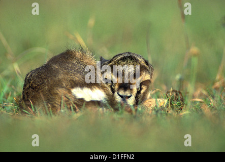 Neu geboren Thomson es Gazelle (Eudorcas Thomsonii), Masai Mara, Kenia Stockfoto