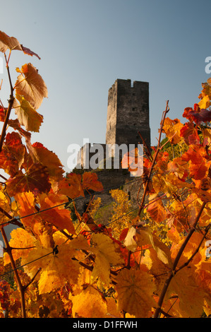 Rhein Schloss Burg Gutenfels mit Weinbergen im Herbst, Kaub, Deutschland Stockfoto
