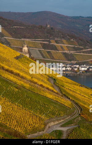 Rheinland im Herbst, gold.coloured Weinberge, Rheintal Stockfoto