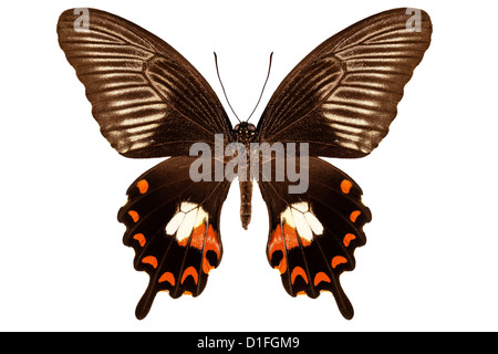 Schmetterling Arten Papilio Polytes Mandane 'Gemeinsame Mormone' Stockfoto