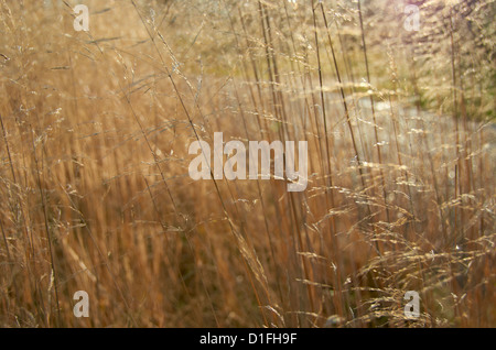 Gräser in einem RHS-Garten (Harlow Carr) Stockfoto