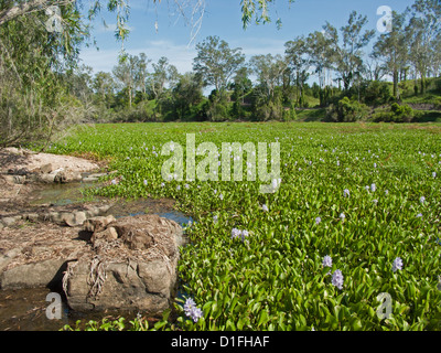 Wasserhyazinthe, Eichhornia Crassipes eingeführt aquatische Unkraut auf der Fläche von Burnett River in der Nähe von Bundaberg in Queensland-Australien Stockfoto