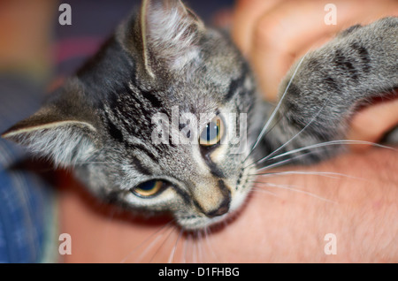 Katze / Kätzchen gestreichelt Stockfoto