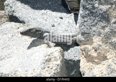 Westen Kanaren Eidechse (Gallotia Galloti) (auch bekannt als Tenerife Lizard) Stockfoto