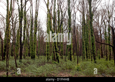 Wald in der Nähe von Marysville, Victoria, zeigen helle grüne nachwachsen auf geschwärzten Stämmen nach verheerenden Buschfeuer Stockfoto