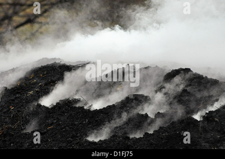 Holzkohle Haufen in der Natur, Siebenbürgen, Rumänien Stockfoto