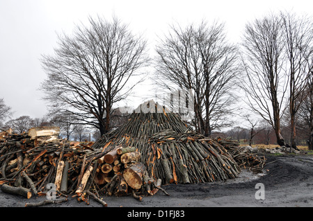 Holzkohle Haufen in der Natur, Siebenbürgen, Rumänien Stockfoto