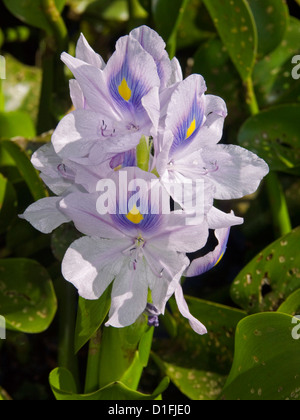 Lila Blumen und Laub der Wasserhyazinthe, Eichhornia Crassipes, über den Burnett River in der Nähe von Bundaberg Queensland Australien Stockfoto