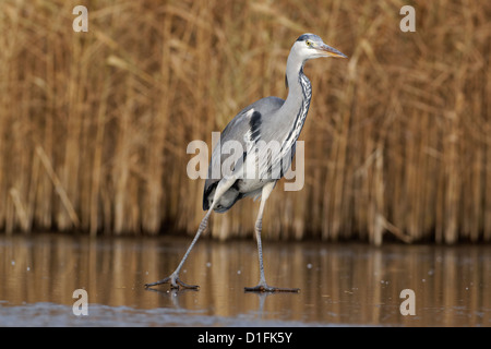 Graue Reiher, Ardea Cinerea, einziger Vogel auf dem Eis, Warwickshire, Dezember 2012 Stockfoto