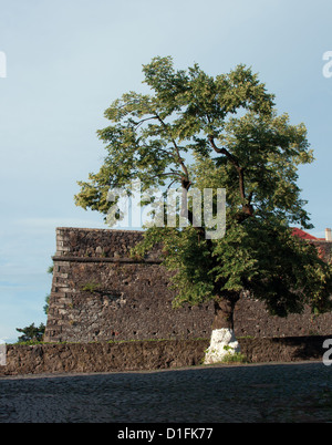 Alte Linde vor der Mauer der Burg Uzhgorod, Ukraine. Im ХI Jahrhundert erbaut. Stockfoto