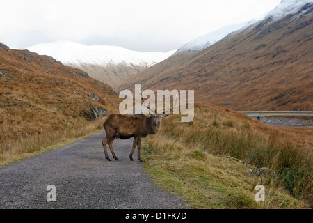 Rothirsch, Cervus Elaphus, einzelne männlich, Glen Garry, Schottland, November 2012 Stockfoto