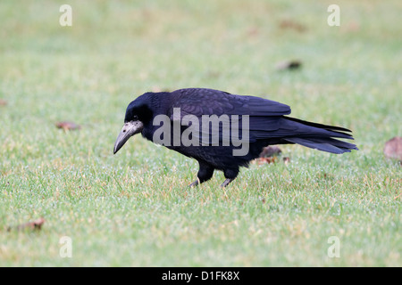 Rook, Corvus Frugilegus, einziger Vogel auf Rasen, Highlands, Schottland, November 2012 Stockfoto