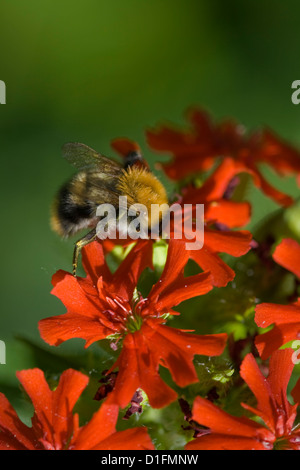 Großen Hummel auf einer roten Blume auf weichen grünen Hintergrund Stockfoto