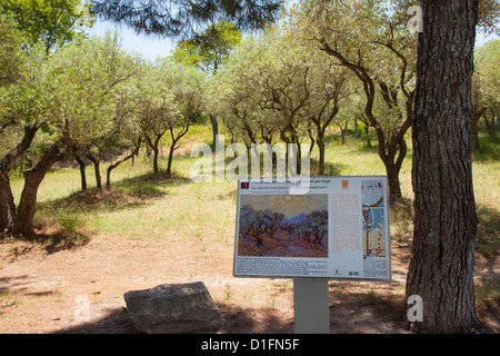 Wahrscheinliche Aussichtspunkt für Van Goghs Gemälde "Les Oliviers", Saint Remy de Provence, Frankreich Stockfoto