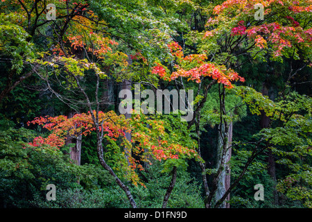 Farben des Herbstes beginnen, zeigen in den Wald von Nikko, Japan Stockfoto