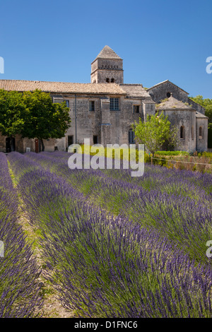 Lavendel unter Saint-Paul-de-Mausole - behandelt Asyl, wo Van Gogh war, 1889-1890, Saint Remy de Provence, Frankreich Stockfoto