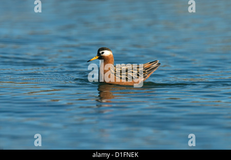 Grey Phalarope Weibchen für die Zucht von Gefieder Stockfoto