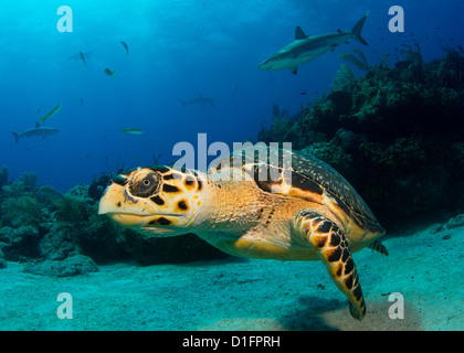 Hawksbill Schildkröten Stockfoto