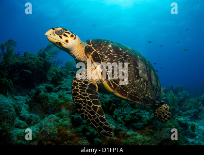 Hawksbill Schildkröten Stockfoto