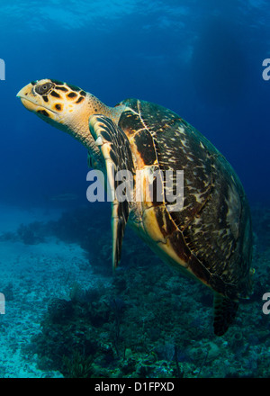 Hawksbill Schildkröten Stockfoto