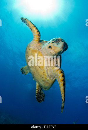 Hawksbill Schildkröten Stockfoto