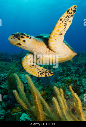 Hawksbill Schildkröten Stockfoto