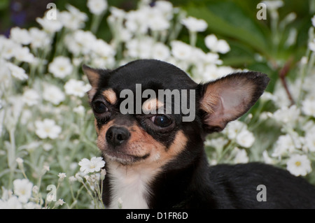 Chihuahua mit Blumen hinter-Kopf Schuss Stockfoto