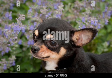 Chihuahua mit Blumen hinter-Kopf Schuss Stockfoto