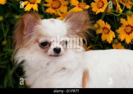 Chihuahua vor Blumen-Close up Stockfoto