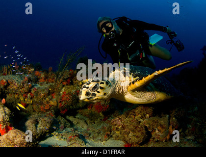 Hawksbill Schildkröten Stockfoto