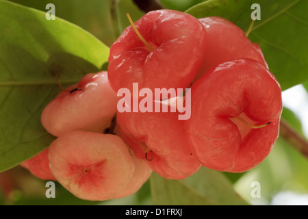 rosa Rose Apple auf Baum im Garten Stockfoto