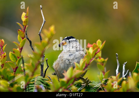 Weiß gekrönt Sparrow Stockfoto