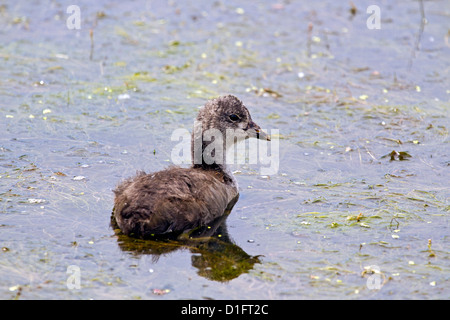 Blässhuhn Küken Stockfoto