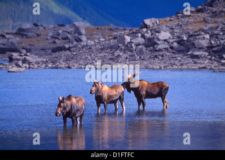 Bull Moose und Kühe (Alces Americana) stehen in einem See während Mating Season, Kanada - North American wilde Tiere Stockfoto