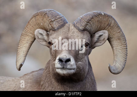 Dickhornschaf (Ovis Canadensis) ram Durng der Brunft, Clear Creek County, Colorado, Vereinigte Staaten von Amerika, Nordamerika Stockfoto