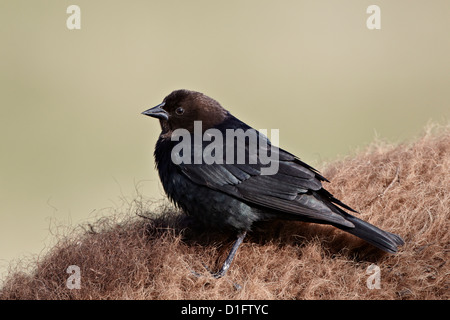 Unter der Leitung von Brown Kuhstärlinge (Molothrus Ater), Yellowstone-Nationalpark, Wyoming, Vereinigte Staaten von Amerika, Nordamerika Stockfoto